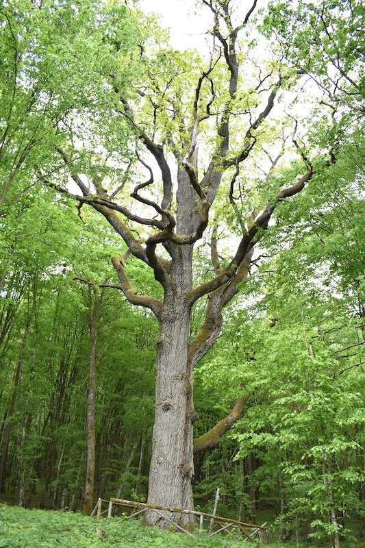 Stare drzewo - alter Baum
